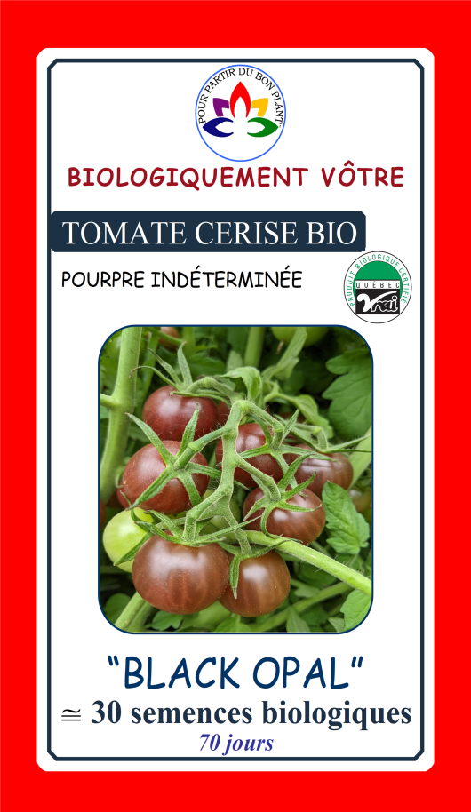 Tomate cerise pourpre Black Opal