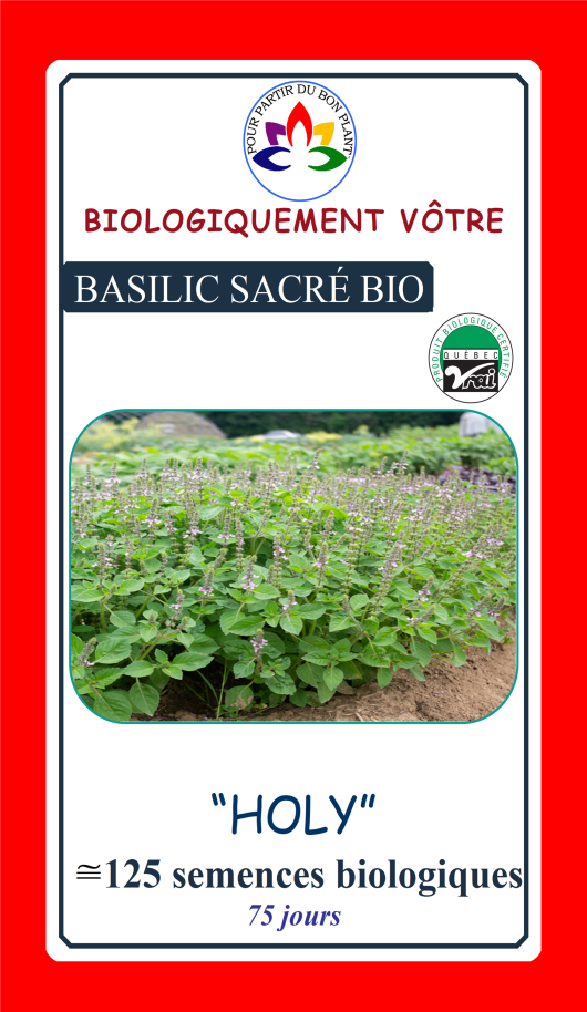 Basilic sacré - Bio - Jardins de l'écoumène