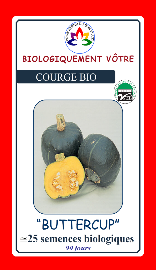 Courge Buttercup