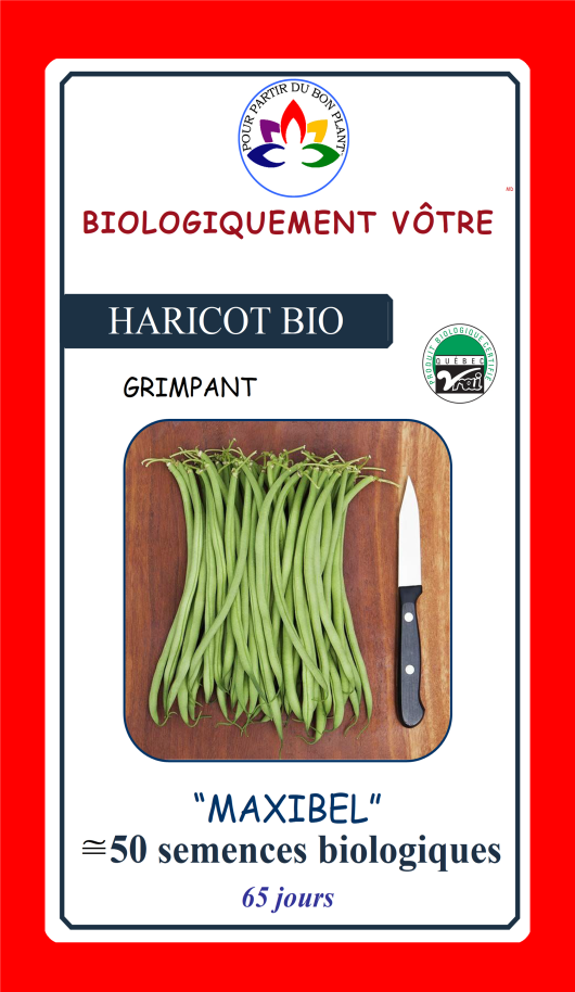 Haricot vert Maxibel