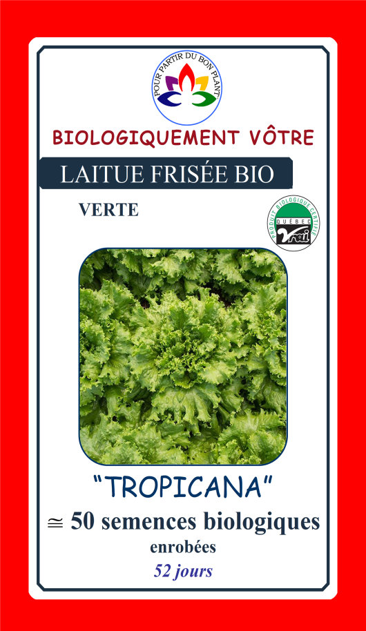 Laitue verte Tropicana