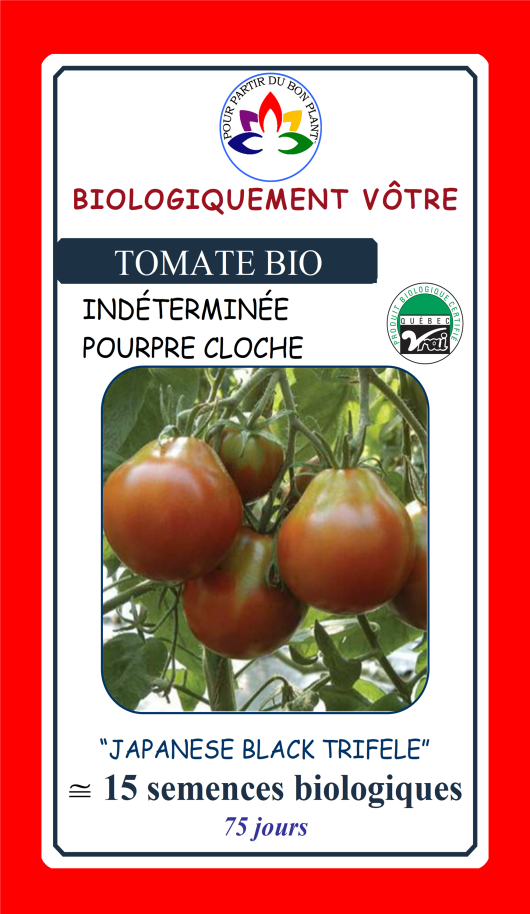 Tomate pourpre Japanese Black Trifele