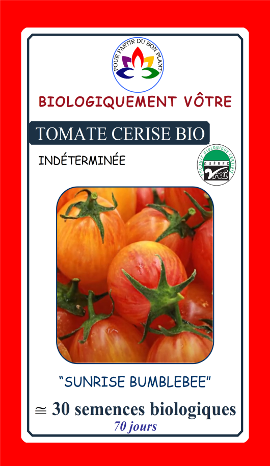 Tomate cerise Sunrise Bumblebee