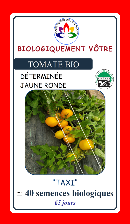 Tomate jaune Taxi