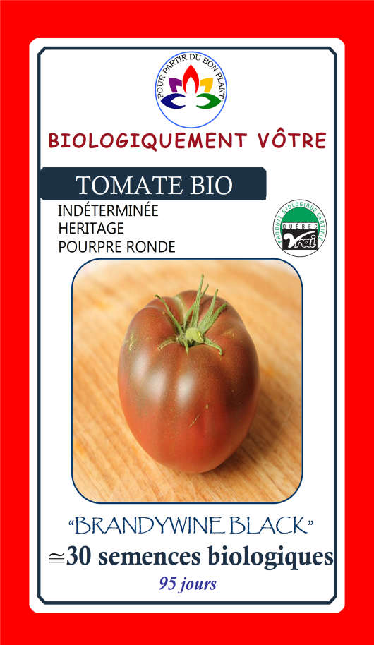 Tomate Brandywine noire